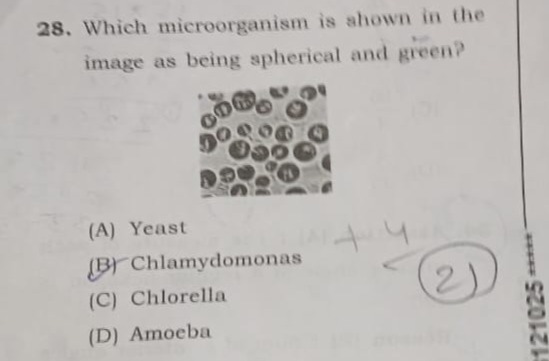 Visual representation for Biology